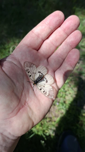 Parnassius mnemosyne - kis apollólepke