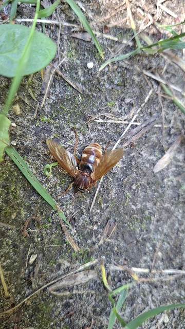 Diptera - Kétszárnyúak