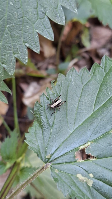 Orthoptera - Egyenesszárnyúak