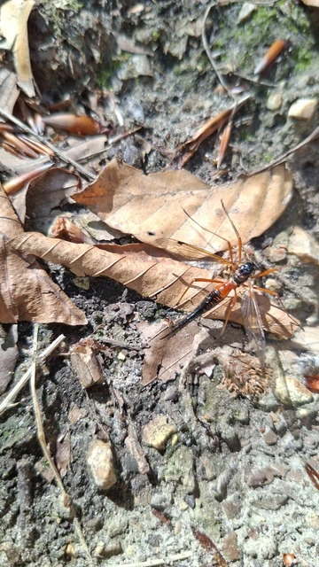 Hymenoptera - Hártyásszárnyúak