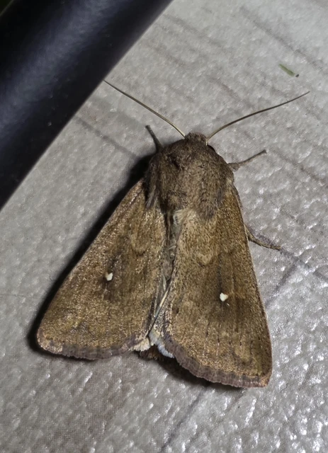 Mythimna albipuncta - fehérpettyes rétibagoly