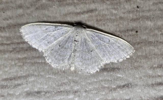 Idaea subsericeata - ötvonalas apróaraszoló