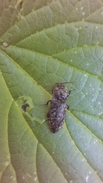 Agrypnus murinus - egérszínű pikkelyespattanó