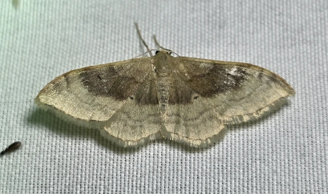 Idaea degeneraria - barnasávos araszoló
