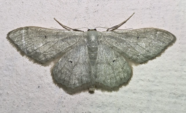 Idaea straminata - szalmasárga sávosaraszoló