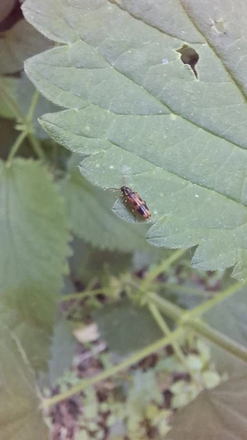 Hypulus quercinus - tölgy-komorka Hypulus quercinus - tölgy-komorka