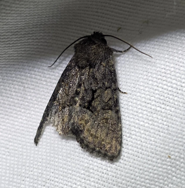 Oligia latruncula - fekete dudvabagoly