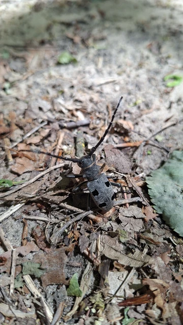 Morimus asper funereus - gyászcincér
