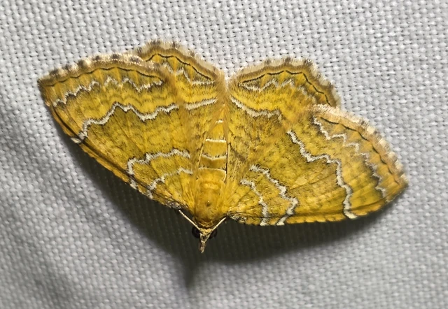 Camptogramma bilineata - kétvonalas sávosaraszoló