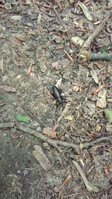 Dorcadion aethiops - fekete gyalogcincér Dorcadion aethiops - fekete gyalogcincér