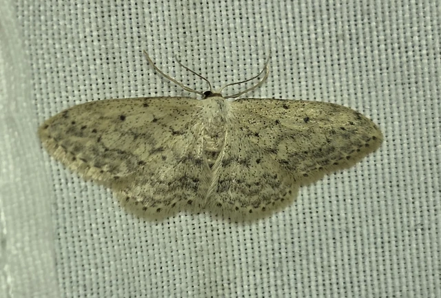 Idaea seriata - szürke apróaraszoló