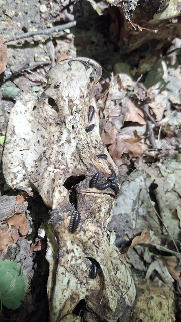 Silphidae - dögbogárfélék