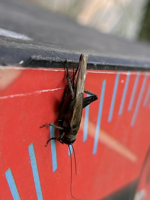 Eumodicogryllus bordigalensis - bordói tücsök