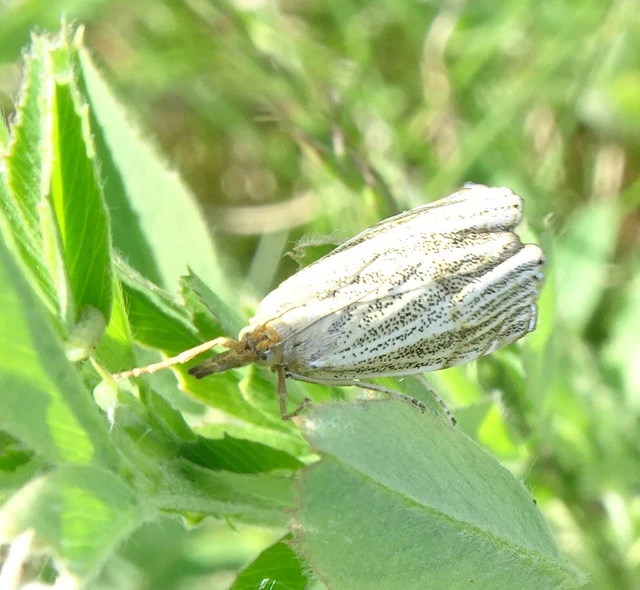 Thisanotia chrysonuchella - tavaszi fűgyökérmoly