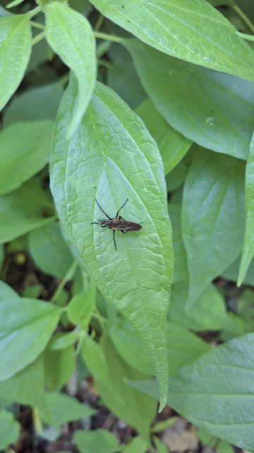Diptera - Kétszárnyúak