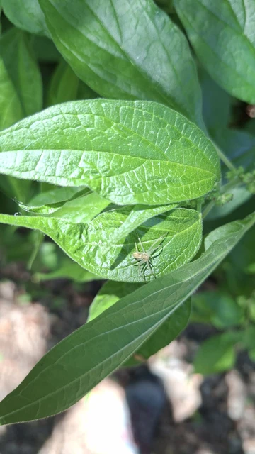 Philodromus