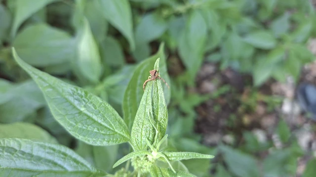 Pistius truncatus - csonka karolópók