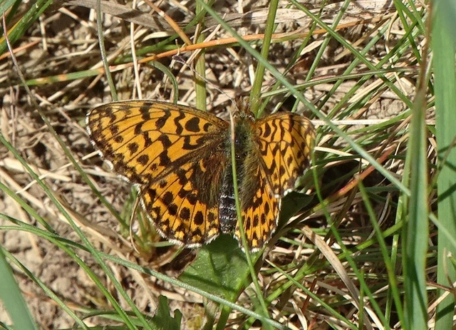 Boloria dia - kis gyöngyházlepke