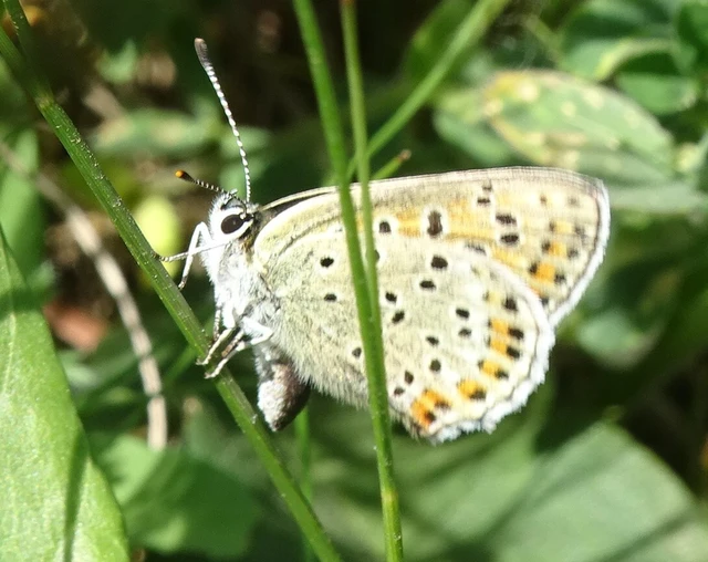 Lycaena tityrus - barna tűzlepke