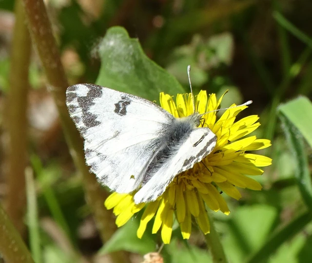 Pontia edusa - rezedalepke