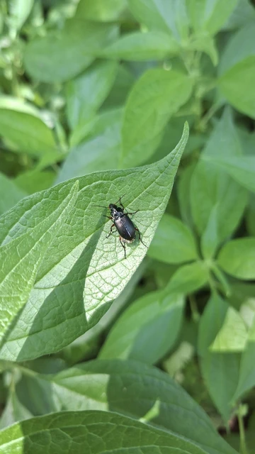 Carabidae - futóbogárfélék