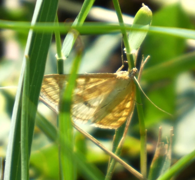 Sitochroa verticalis - világossárga dudvamoly