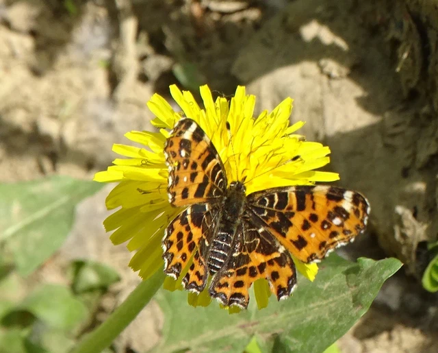 Araschnia levana - pókhálós lepke