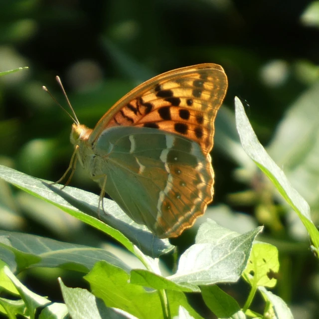 Argynnis pandora - zöldes gyöngyházlepke