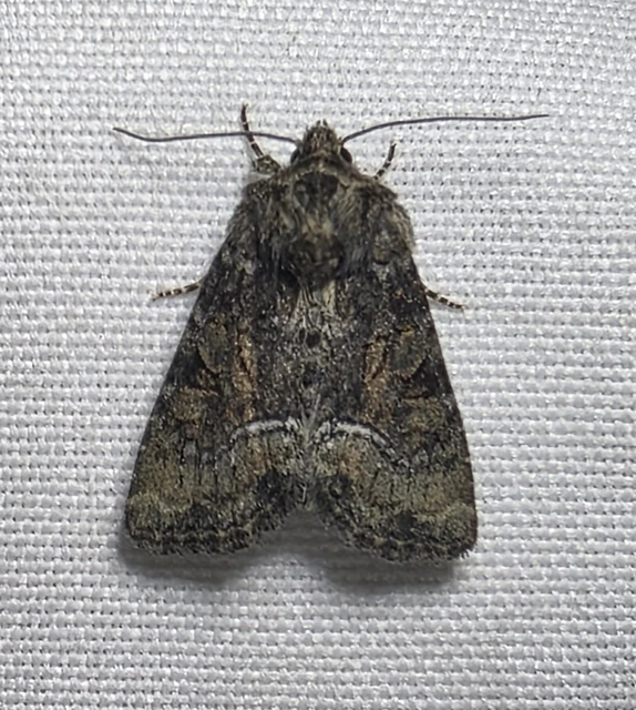 Oligia strigilis/latruncula/versicolor