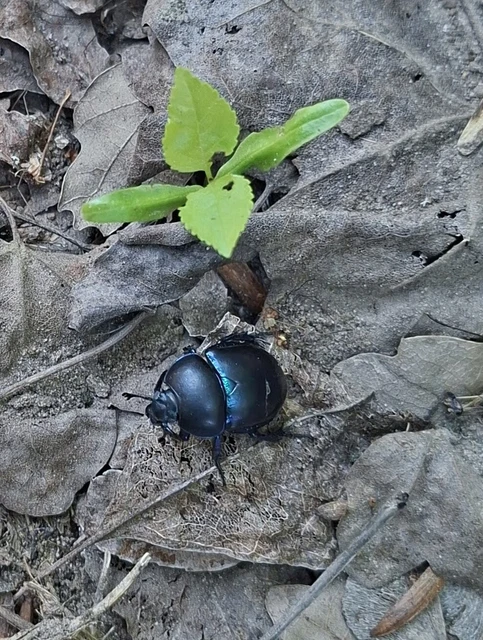 Trypocopris vernalis - tavaszi álganéjtúró