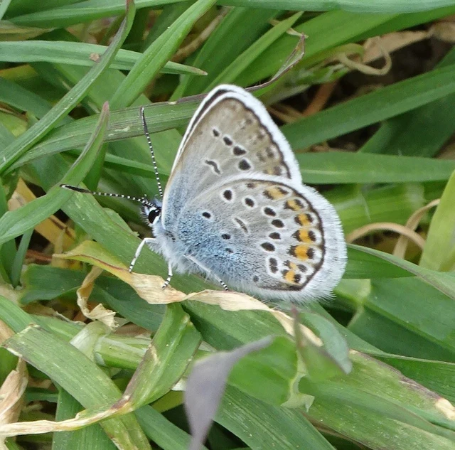 Plebejus argus - ezüstös boglárka
