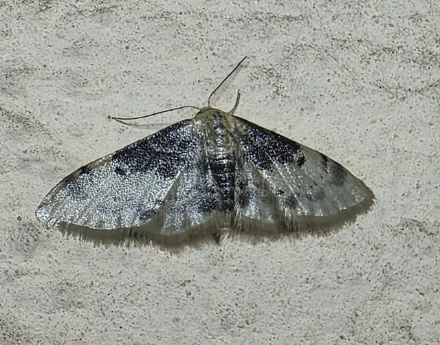 Idaea filicata - sötéttövű apróaraszoló