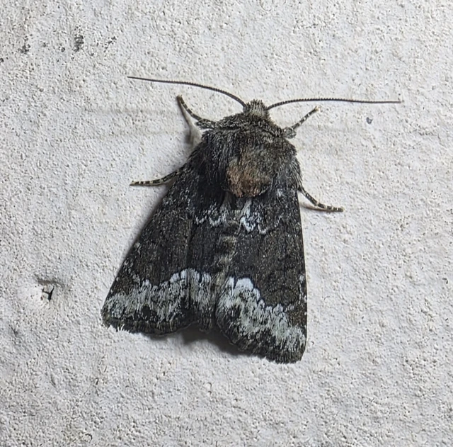 Oligia strigilis - kormos dudvabagoly