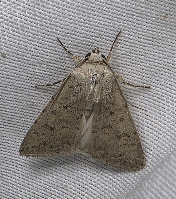 Paradrina clavipalpis - közönséges selymesbagoly
