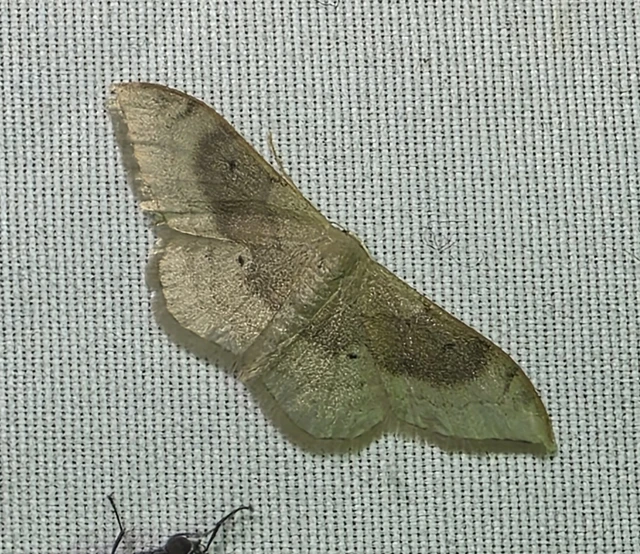 Idaea degeneraria - barnasávos araszoló