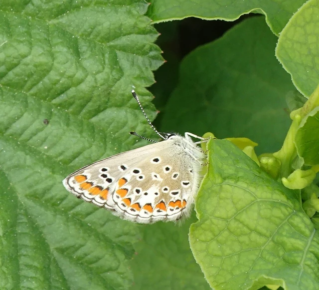 Aricia agestis - szerecsenboglárka