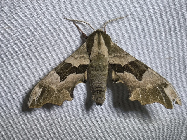 Mimas tiliae - hársfaszender