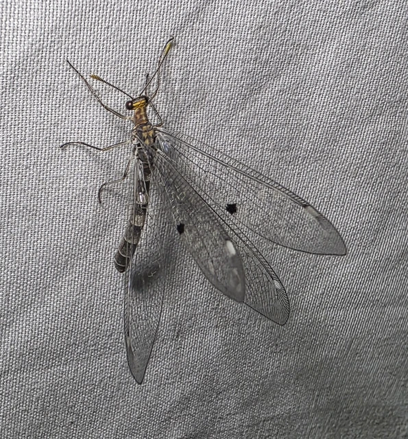 Megistopus flavicornis - kétfoltos hangyaleső