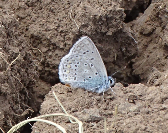 Polyommatus icarus - közönséges boglárka