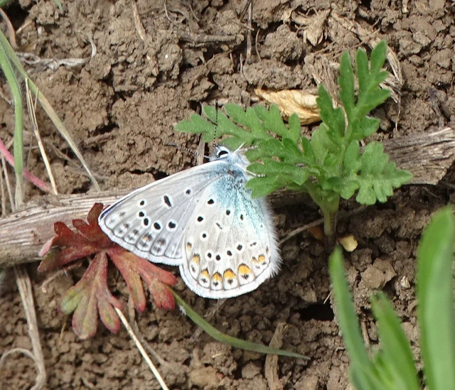 Polyommatus icarus - közönséges boglárka