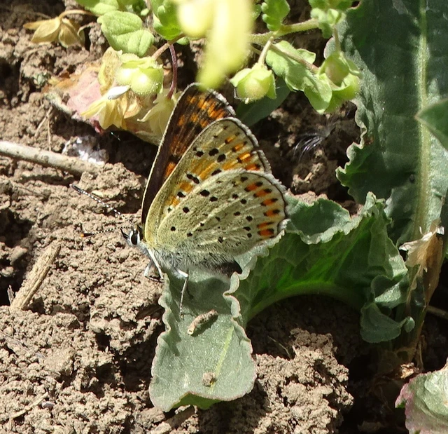 Lycaena tityrus - barna tűzlepke