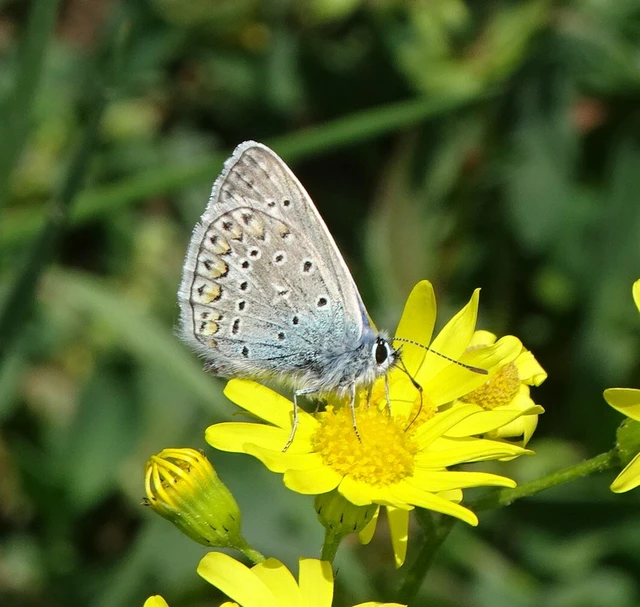Polyommatus icarus - közönséges boglárka