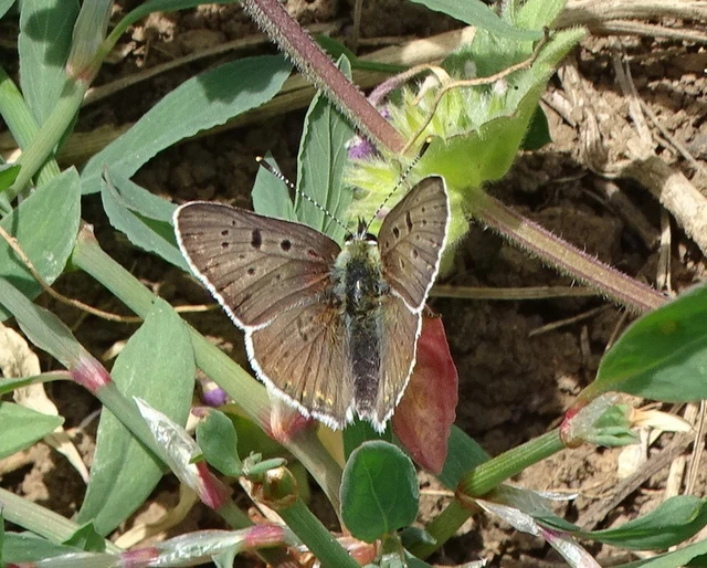Lycaena tityrus - barna tűzlepke