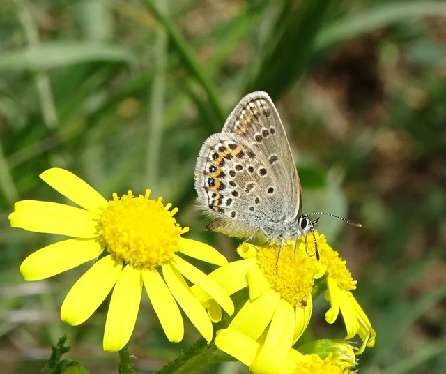 Plebejus argus - ezüstös boglárka