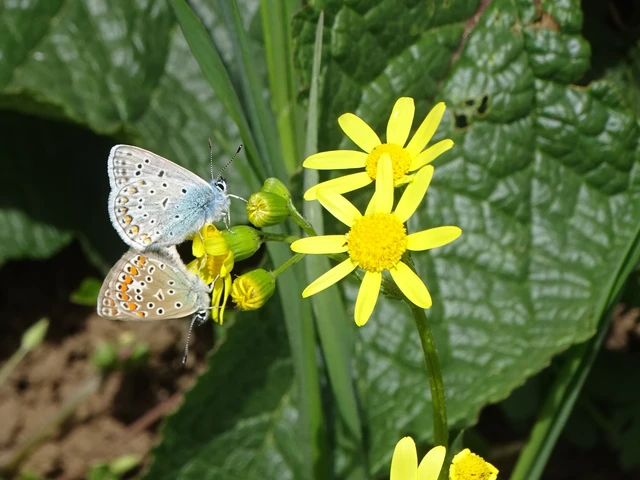 Polyommatus icarus - közönséges boglárka