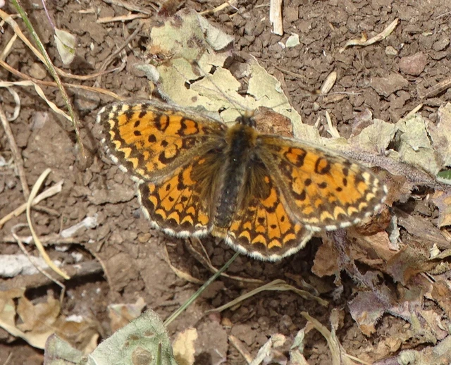Melitaea trivia - kis tarkalepke
