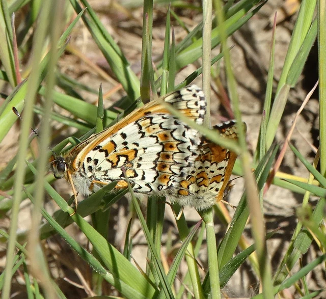 Melitaea cinxia - réti tarkalepke