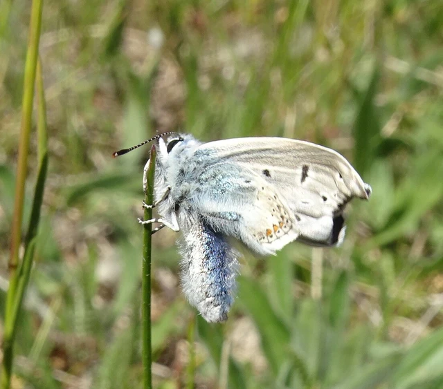 Polyommatus icarus - közönséges boglárka