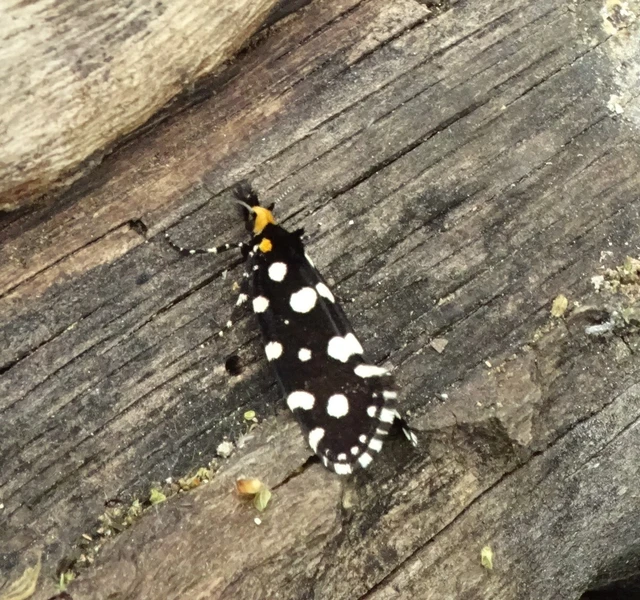 Euplocamus anthracinalis - fésűscsápú korhadékmoly
