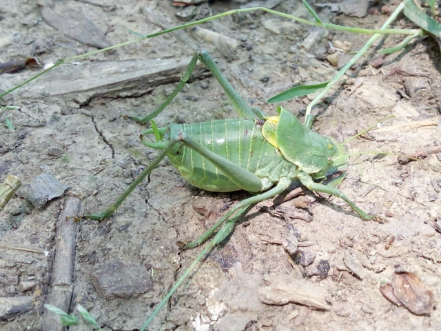 Polysarcus denticauda - fogasfarkú szöcske
